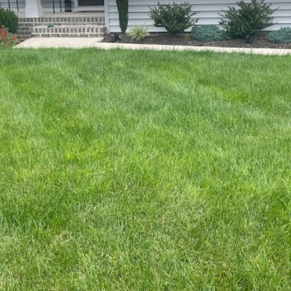 Green grass on customer's lawn