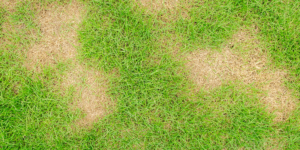 Fungicide in turf