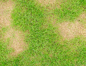 Fungicide in turf
